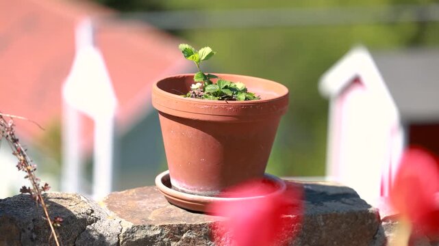 Young strawberry plant in terracotta pot on garden wall in spring with fresh green leaves and sunny background
