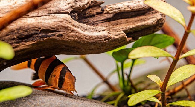 Macro of Clown Loach hiding under driftwood in a lush planted freshwater aquarium habitat
