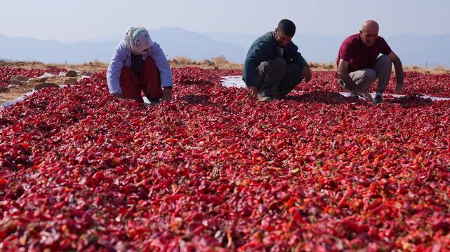 Agricultural workers sort and spread red chili peppers drying under the sun in an open rural area; shows traditional processing, manual labor, spice production and post-harvest agriculture.