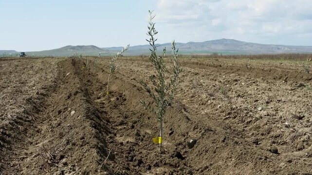 Young olive saplings planted in rows. Small olive trees in newly cultivated soil under a blue sky in a rural plantation in Kakheti region, Georgia.