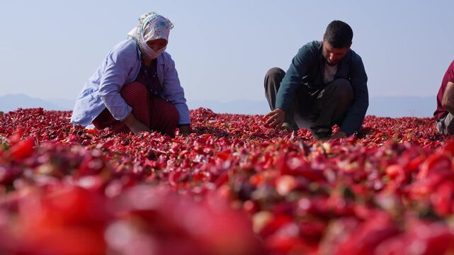 Agricultural workers sort and spread red chili peppers drying under the sun in an open rural area; shows traditional processing, manual labor, spice production and post-harvest agriculture.