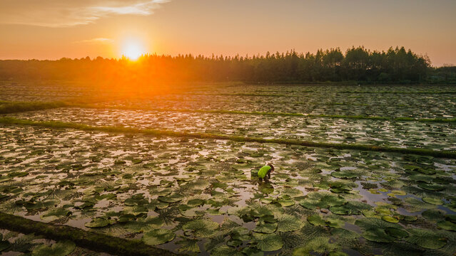 A farmer working in euryale ferox fields at Suzhou Water Eight Immortals Ecological Park, Jiangsu, China