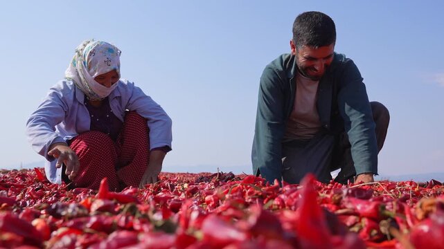 Agricultural workers sort and spread red chili peppers drying under the sun in an open rural area; shows traditional processing, manual labor, spice production and post-harvest agriculture.