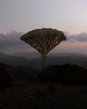 View of a majestic dragon blood tree standing on a mountain ridge against a twilight sky in Socotra, Yemen.