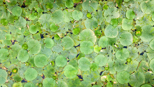 Euryale ferox farm at Suzhou Water Eight Immortals Ecological Park, Jiangsu, China