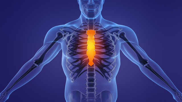 Human anatomy animation showing sternum and ribs