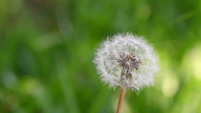 Dandelion with white seeds swaying and moving with the wind, soft green bokeh background, peaceful and dreamy nature scene in slow motion with copy space