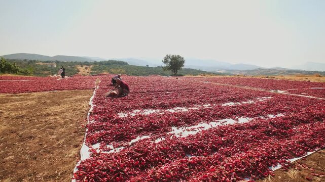 Agricultural workers sort and spread red chili peppers drying under the sun in an open rural area; shows traditional processing, manual labor, spice production and post-harvest agriculture.