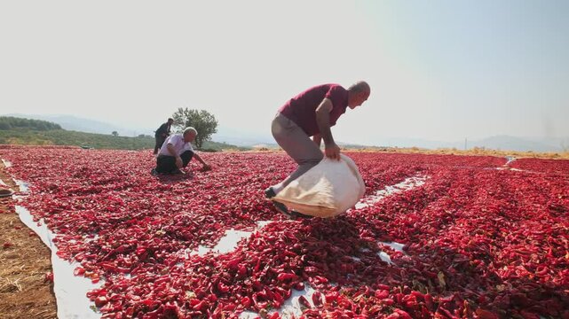 Two men collect and bag sun-dried red chili peppers in an open rural area; showcases post-harvest processing, manual labor, spice production and traditional agriculture.