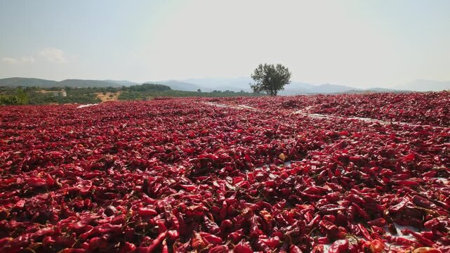 Wide scenic view of red chili peppers spread across a large field drying under the sun, with mountains and a lone tree in the background; ideal for agriculture, spice production and rural landscape th