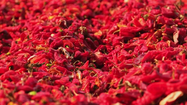 Detailed close-up of red chili peppers drying under the sun, showing texture, color and natural patterns; ideal for food, spice production, agriculture and background use.
