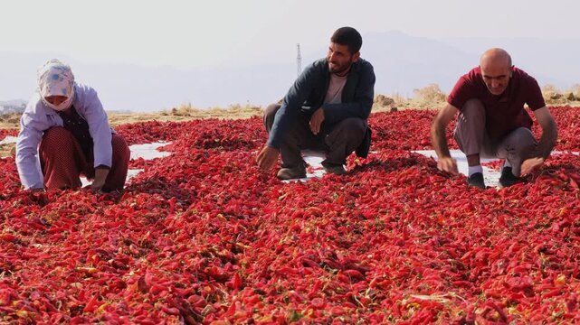 Agricultural workers sort and spread red chili peppers drying under the sun in an open rural area; shows traditional processing, manual labor, spice production and post-harvest agriculture.