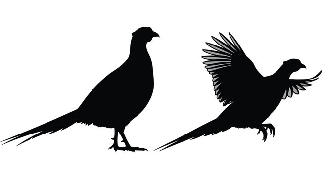 Two pheasants depicted in a striking dark silhouette