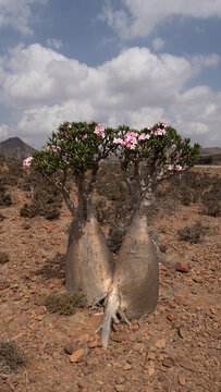 View of a blooming desert rose tree with pink flowers and a thick bulbous trunk in a rocky arid landscape under a blue sky with white clouds Socotra, Yemen.