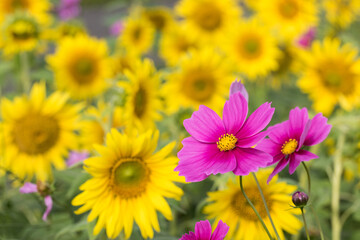 Fototapeta premium ひまわり畑の中に咲くピンクのコスモスの花 