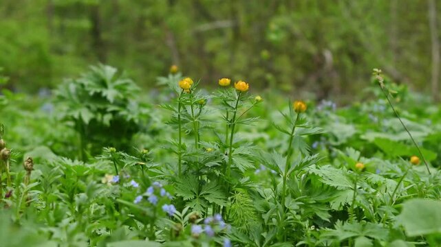 Lush forest floor scene featuring globe flowers (Trollius europaeus) with bright yellow spherical blooms swaying gently among dense green foliage, accompanied by delicate blue forget-me-not wildflower