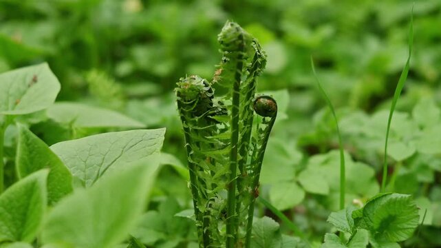 Close-up video of young fern fiddleheads unfurling among lush green vegetation. Tightly coiled croziers emerge and slowly uncurl against a soft-focus background of forest floor plants, showcasing the