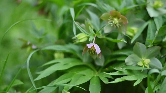 Close-up video of blooming Helleborus (Lenten Rose) flowers gently swaying among lush green palmate foliage in a woodland garden setting. Delicate pinkish-purple nodding blossoms with yellow stamens a