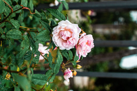 Rosas en el rosal