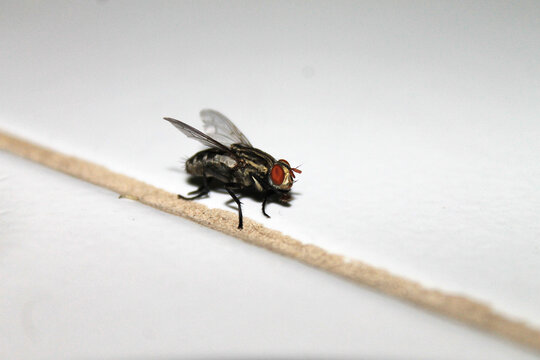 Green Flies landed on the floor