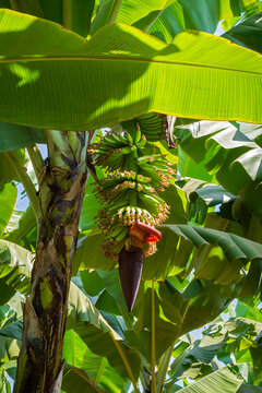 banana tree and fruit with inflorescence containing banana cluster and flower bud 
