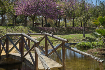 Fototapeta premium Wooden bridge crossing canal with doves in spring park