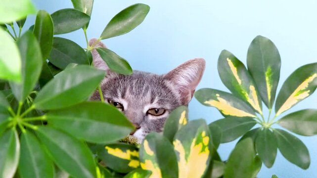 Tabby Cat hiding in indoor schefflera house plant, peeking out from leaves, slow motion