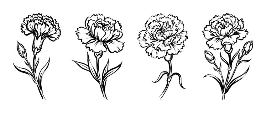 carnation , Traditional Chinese Brush , strokes swirl style