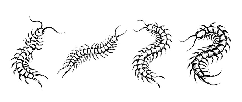 centipede , Traditional Chinese Brush , strokes swirl style