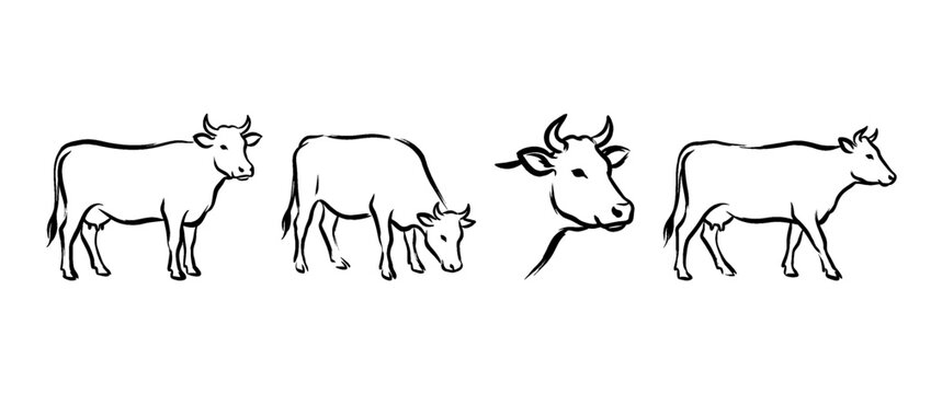 cow , Traditional Chinese Brush , strokes swirl style