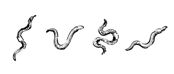 Fototapeta premium earthworm , Traditional Chinese Brush , strokes swirl style