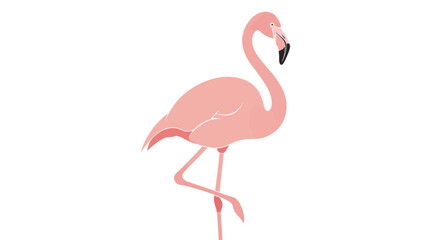 Obraz premium Pink Flamingo Bird Standing Alone.
