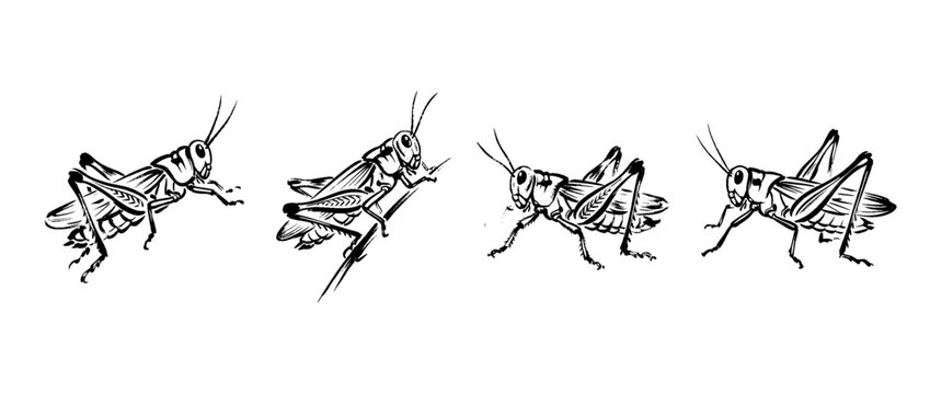 grasshopper , Traditional Chinese Brush , strokes swirl style