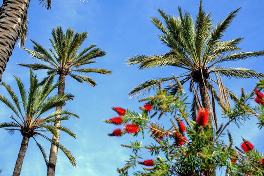 Tall palm trees and red bottlebrush against clear blue sky
