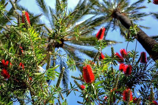Vibrant red bottlebrush flowers and palm trees against a clear blue sky
