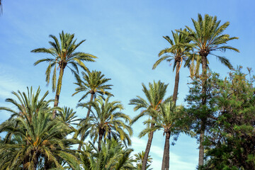 Obraz premium Tropical palm trees against a bright blue sky in a lush floridian landscape