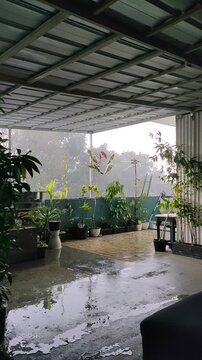 Balcony garden shines with wet floor and lush plants under gentle rain and misty green view