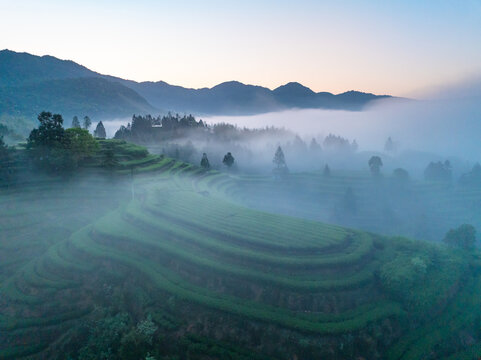 Misty morning landscape of terraced tea fields winding across rolling hills and distant mountains
