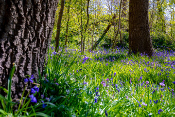 Obraz premium Selective focus of wild Spanish bluebell flowers in the forest, Hyacinthoides hispanica, Endymion hispanicus or Scilla hispanica is a spring-flowering bulbous perennial native to the Iberian Peninsula