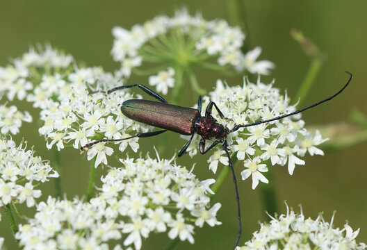 Moschusbock - Musk beetle