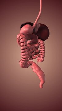 Detailed Visualization of Digestive System Organs and Function