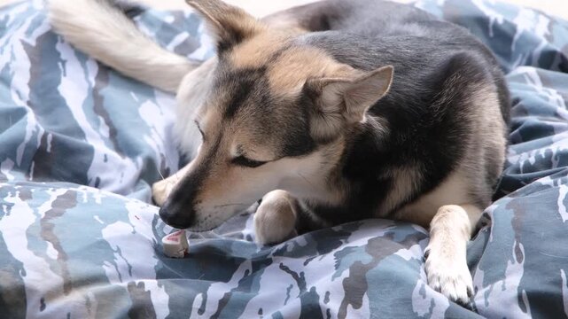 cute mixed breed dog chewing a snack on the dog outdoor in the yard, cleaning teeth