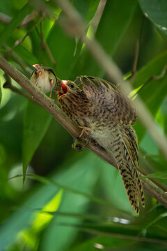 Ashy Tailorbird feeding a juvenile Plaintive Cuckoo (Cacomantis merulinus) in Ragunan