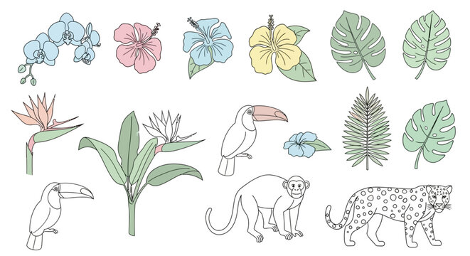 Tropical animals and plants illustration set.