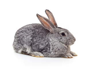 Fototapeta premium Grey rabbit sitting on white background.