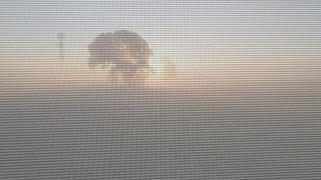 Sun rising behind single tree silhouette, revealing canopy through fog, showing scanlines for film
