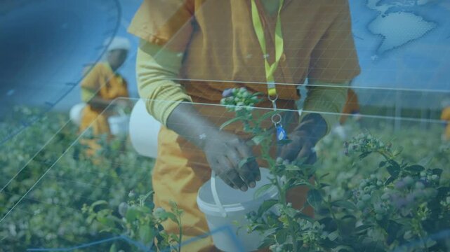 Picker seeing ripe fruit, picking into bucket on farm, blue overlay marking picks, camera pulling