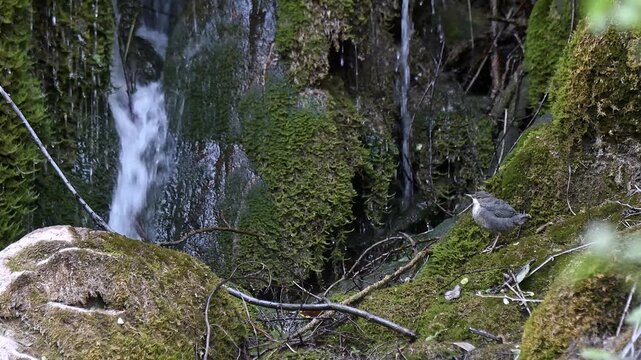 At the foot of the waterfall, the young European dipper (Cinclus cinclus)
