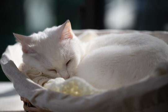 窓際のカゴの中で日向ぼっこをしながら眠る白猫