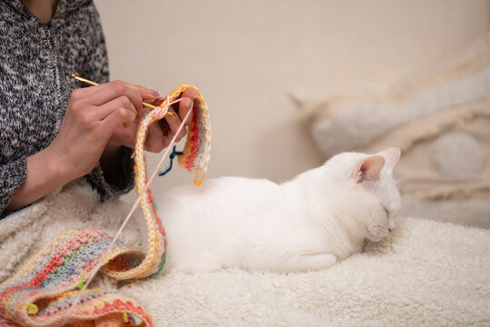 編み物をする飼い主の傍らでリラックスするオッドアイの白猫